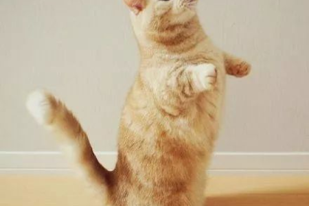 网红郭斯特的猫是什么品种？超萌短腿猫和优雅布偶猫！