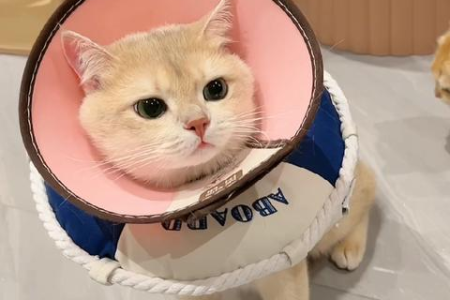 猫分什么品种？超全猫咪品种大全，带你认识各种萌宠！