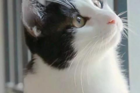 想养奶牛猫？先了解它的性格特点！