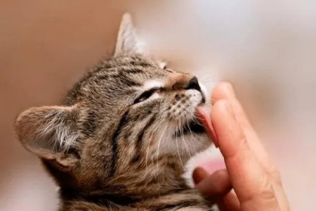 猫咪闻主人嘴巴的真正原因是什么？铲屎官必读