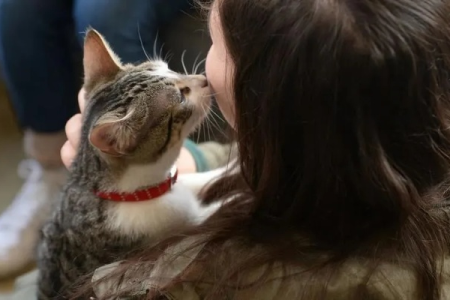 猫咪不亲近主人怎么办？教你几招让主子秒变粘人精