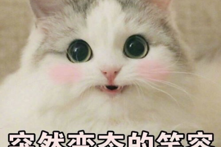 为什么我的猫会发出低吼？低吼背后的猫语含义