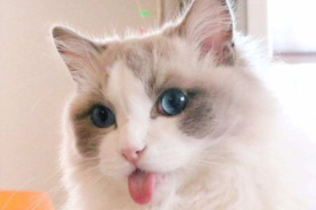 仙女猫品种大全：布偶猫的魅力与特点