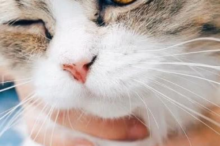 打猫猫会记仇吗？不同猫咪记仇时间差异大