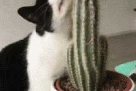 为什么我的奶牛猫变得很神经？可能是这些原因