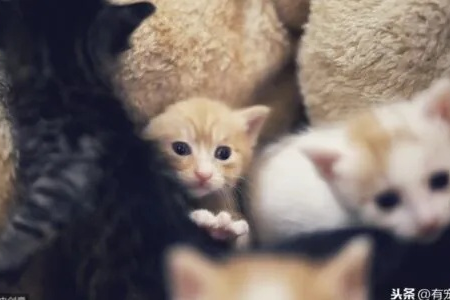 为什么家猫会吃掉自己刚出生的小猫？大猫吃小猫的常见原因有哪些？