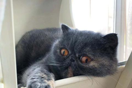 震惊！公猫吃小猫的背后原因，铲屎官必须警惕！