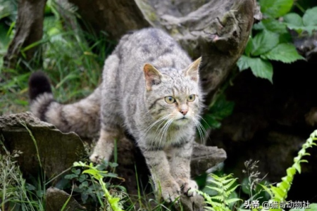 野猫凶猛的秘密：生存环境与自我保护机制详解