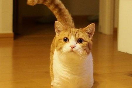 猫咪是纯肉食动物？深入了解猫为什么没进化成杂食动物