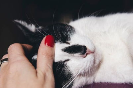 猫咪蹭你鼻子是什么意思？从猫咪行为了解它们的内心想法