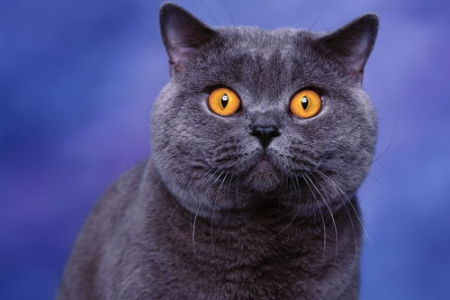 我的英短蓝猫太安静了，为什么不爱叫？