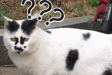 猫界二哈？奶牛猫的奇葩行为让你笑到肚子疼！