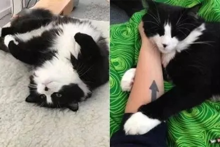 我的奶牛猫怎么这么粘人？揭秘奶牛猫粘人性格