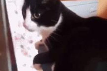 奶牛猫爱咬人？原因分析及有效解决方法