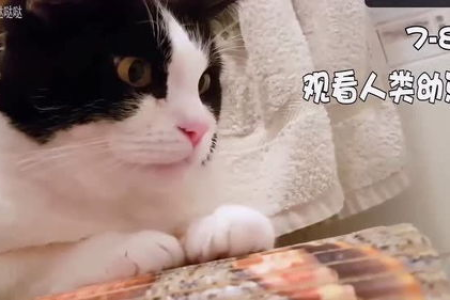 奶牛猫为什么这么聪明？揭秘奶牛猫高智商的秘密！