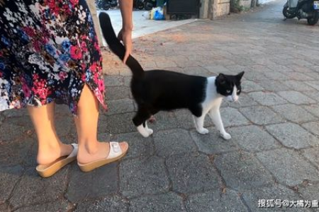 为什么我的奶牛猫不亲近我？原因及解决方法