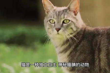 为什么猫总是追逐晃动的光？这和它们的狩猎本能有关吗？