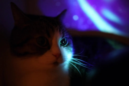 猫咪为啥对着光影叫？原来是这个原因！