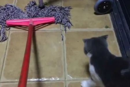 猫为什么对拖把如此恐惧？科学解释猫咪行为