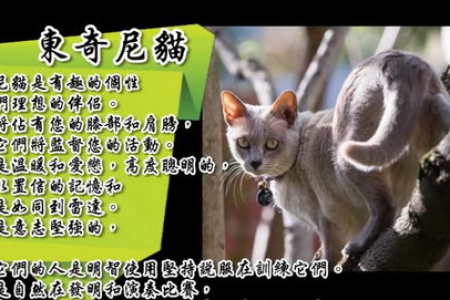 高冷猫咪不粘人？猫咪性格冷淡的真相在这里