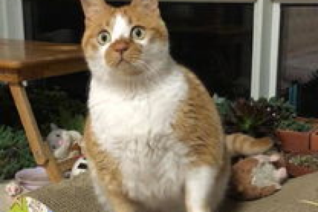 猫咪为什么这么高冷傲慢？揭秘猫咪高冷背后的秘密