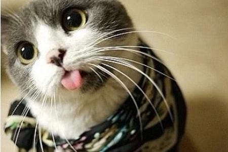为什么高冷猫咪如此受宠？探秘猫咪高冷性格的吸引力
