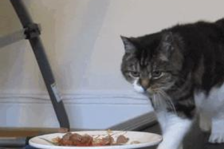 猫咪呼噜声含义是什么？读懂猫咪的幸福语言