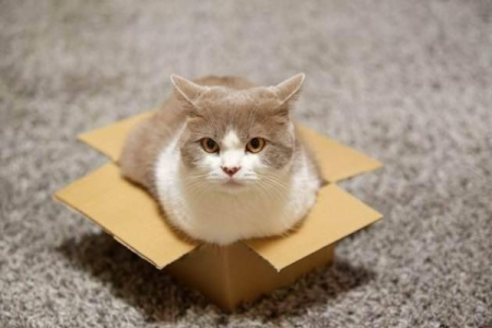可以把猫关家里几天？安全时长及注意事项