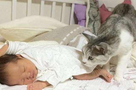 小猫忽然喜欢趴门口？猫咪行为背后的秘密解读
