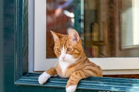 解开谜团：猫咪为何总是趴在门口等待？