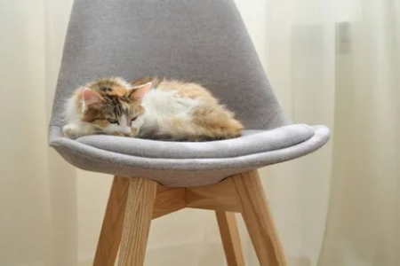 猫为什么喜欢在椅子上睡觉？舒适安全是关键吗？