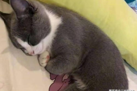 小猫为什么喜欢在我身边趴着睡觉？原因竟是这些！