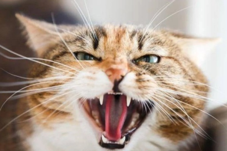 为什么我的猫咪这么容易生气？解决猫咪坏脾气小妙招