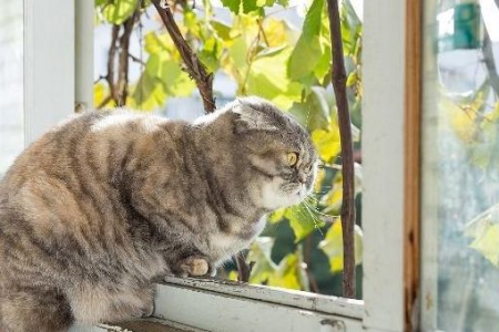 猫咪养着养着就不见了？这几个原因你都了解吗？