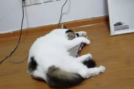 流浪猫失踪的原因是什么？几个你可能想不到的答案