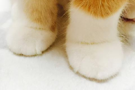 解读小猫舔窝行为：正常还是需要关注的信号？