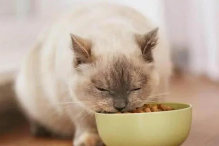 猫为什么比狗爱干净？猫咪天生爱清洁的秘密大揭秘！