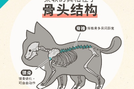 猫为什么骨头这么软？揭秘猫咪惊人柔韧性