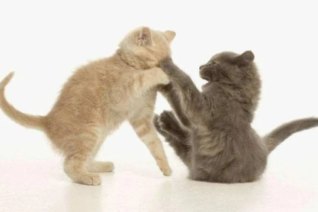 猫咪打架的原因是什么？深度解析猫咪好斗的几种情况！