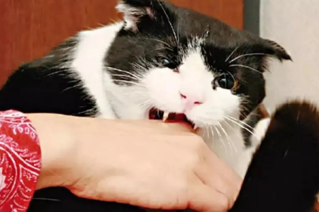 猫咪只对我凶？教你如何与“小恶魔”和谐相处