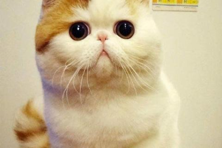 加菲猫不爱叫的原因：性格还是身体问题？