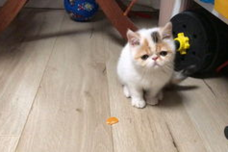 为什么加菲猫总是睡觉？深度解析猫咪睡眠习惯