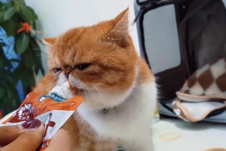 加菲猫抗拒被抱睡？可能是这些原因导致的，快来看看！