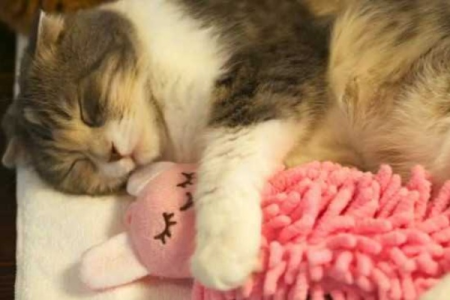 猫咪在被窝里睡觉会不会闷死？真相揭秘！
