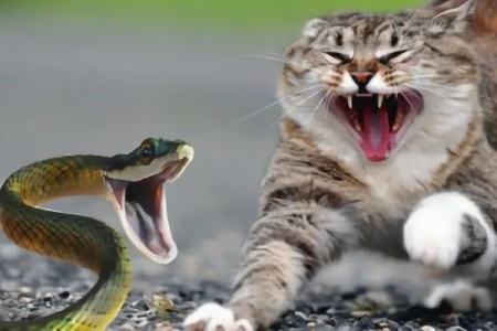 为什么猫不怕毒蛇？猫的超强反应能力告诉你答案！
