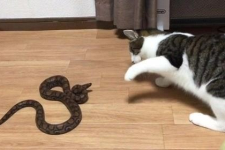 猫抓蛇回家，这背后隐藏着什么秘密？