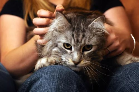 猫为什么总盯着一个地方看？揭秘猫咪的奇特行为！
