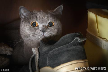 猫为什么爱舔尾巴？可能是这些原因在作祟！