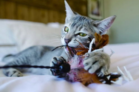 猫为什么看见蛇就暴怒？本能反应还是其他原因