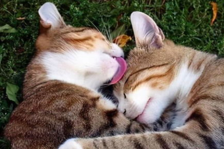 折耳猫为什么总是舔自己？猫咪舔毛的秘密都在这里！